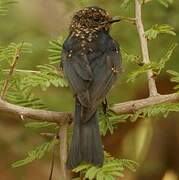 Southern Black Flycatcher