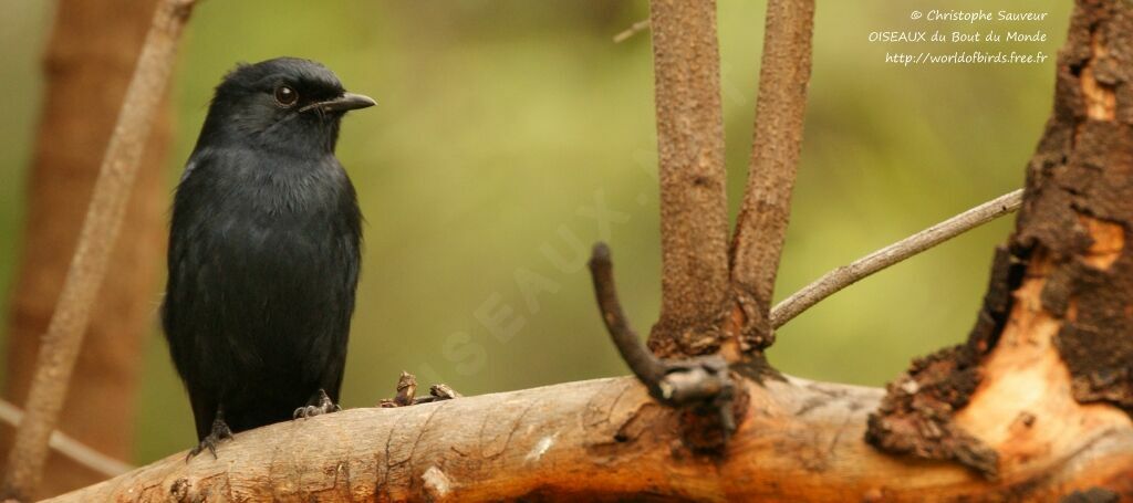 Southern Black Flycatcheradult, identification