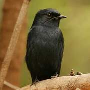 Southern Black Flycatcher