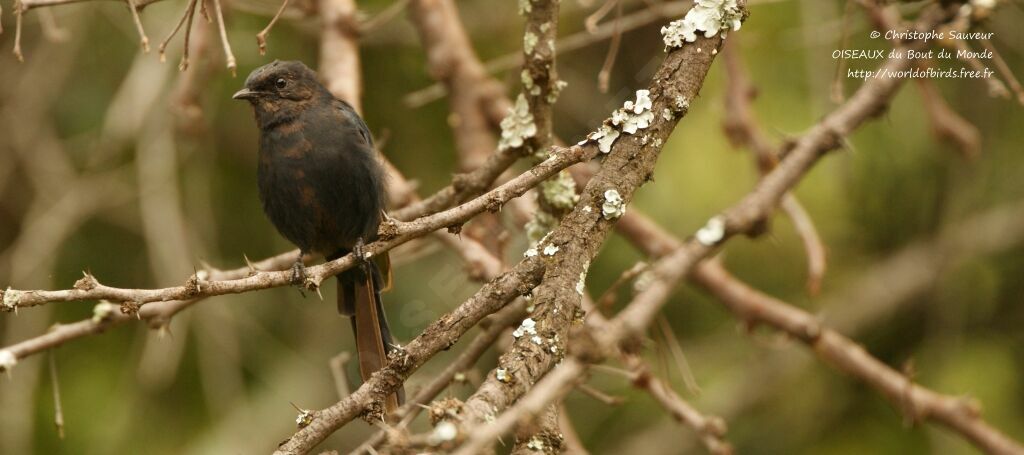 Southern Black Flycatcherjuvenile, identification