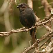 Southern Black Flycatcher