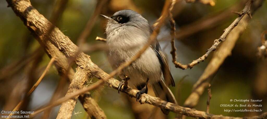 Masked Gnatcatcher male adult, close-up portrait