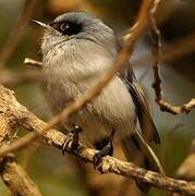 Masked Gnatcatcher