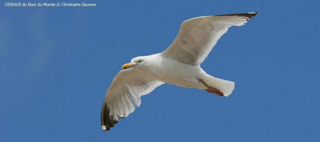 European Herring Gull