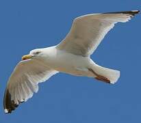 European Herring Gull