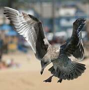 California Gull