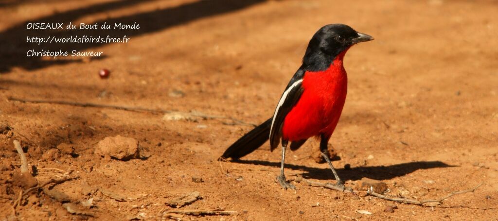 Crimson-breasted Shrike