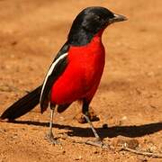 Crimson-breasted Shrike