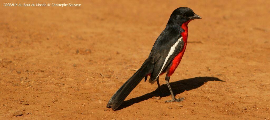 Gonolek rouge et noir