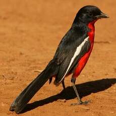 Gonolek rouge et noir