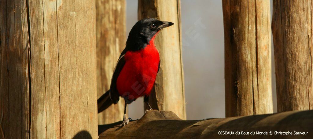 Crimson-breasted Shrike