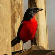 Gonolek rouge et noir