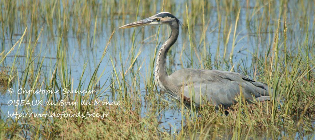 Great Blue Heron