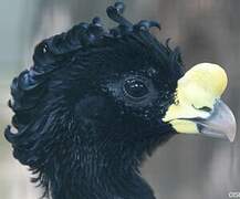 Great Curassow