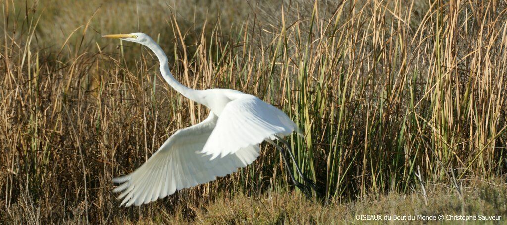 Great Egret