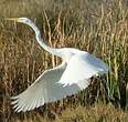 Grande Aigrette