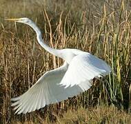 Grande Aigrette