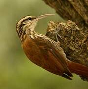 Narrow-billed Woodcreeper