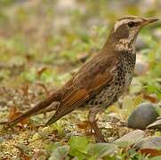 Dusky Thrush