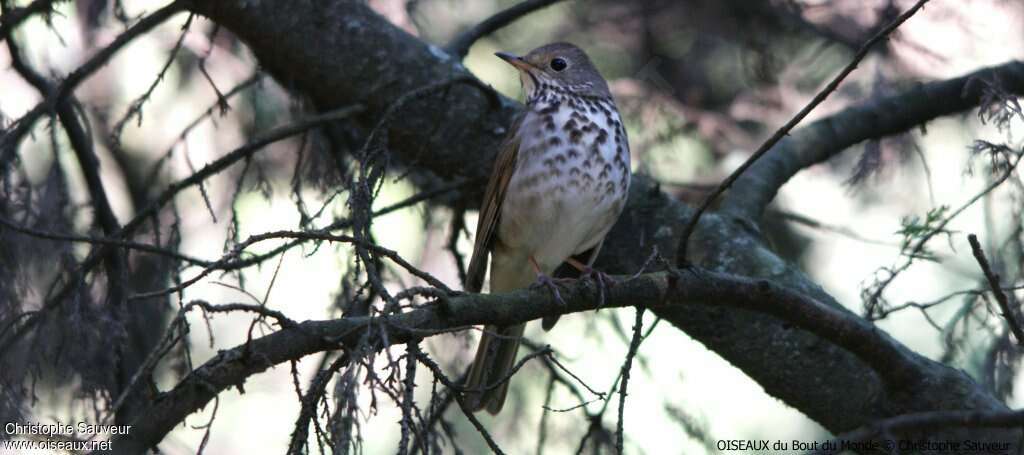 Grey-cheeked Thrush, habitat, pigmentation