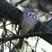 Grey-cheeked Thrush