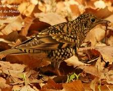 White's Thrush