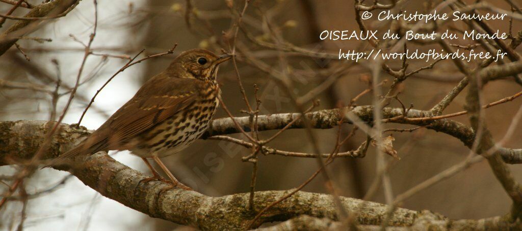 Song Thrush