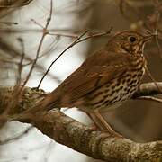 Song Thrush