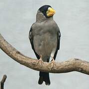 Japanese Grosbeak