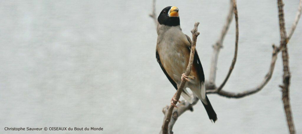 Japanese Grosbeak