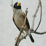 Japanese Grosbeak