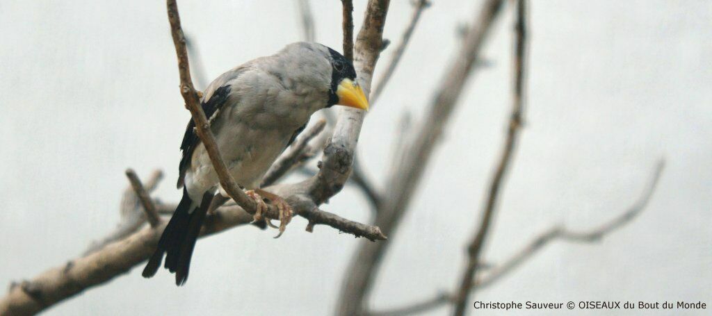 Japanese Grosbeak