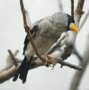 Japanese Grosbeak