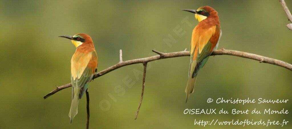 European Bee-eater