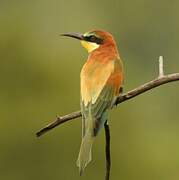 European Bee-eater