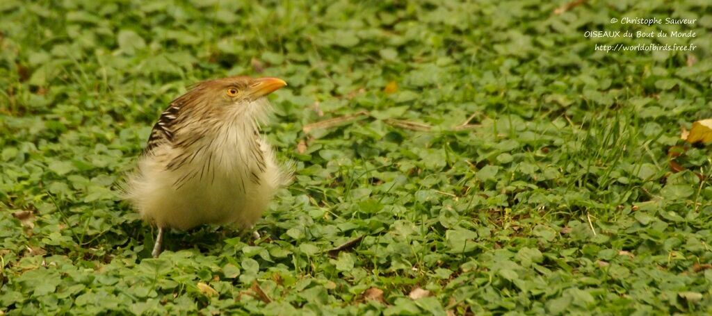 Guira Cuckoo, identification