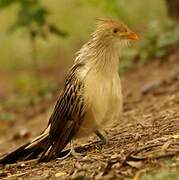 Guira Cuckoo