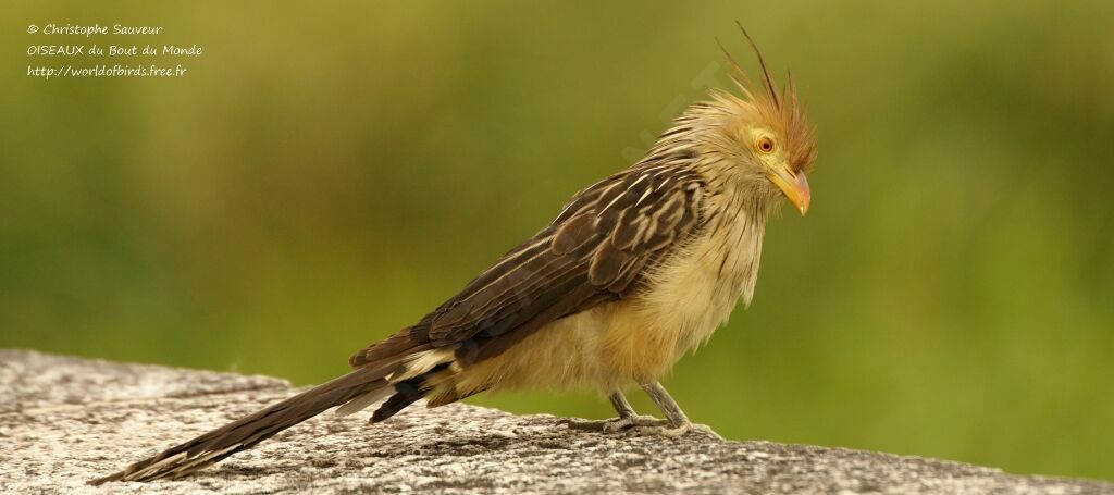 Guira Cuckoo, identification