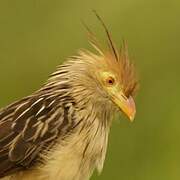 Guira Cuckoo