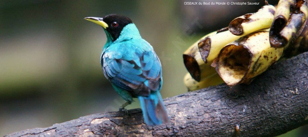 Green Honeycreeper