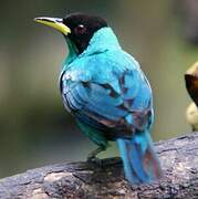 Green Honeycreeper