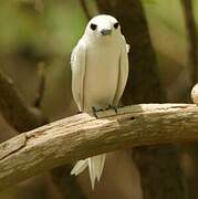 White Tern