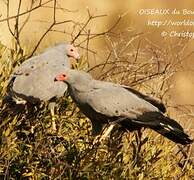 African Harrier-Hawk