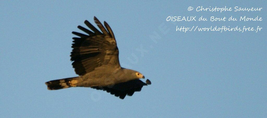 African Harrier-Hawk, Flight