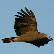 African Harrier-Hawk