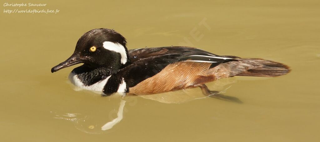 Hooded Merganser male