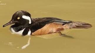 Hooded Merganser