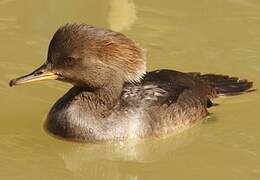 Hooded Merganser