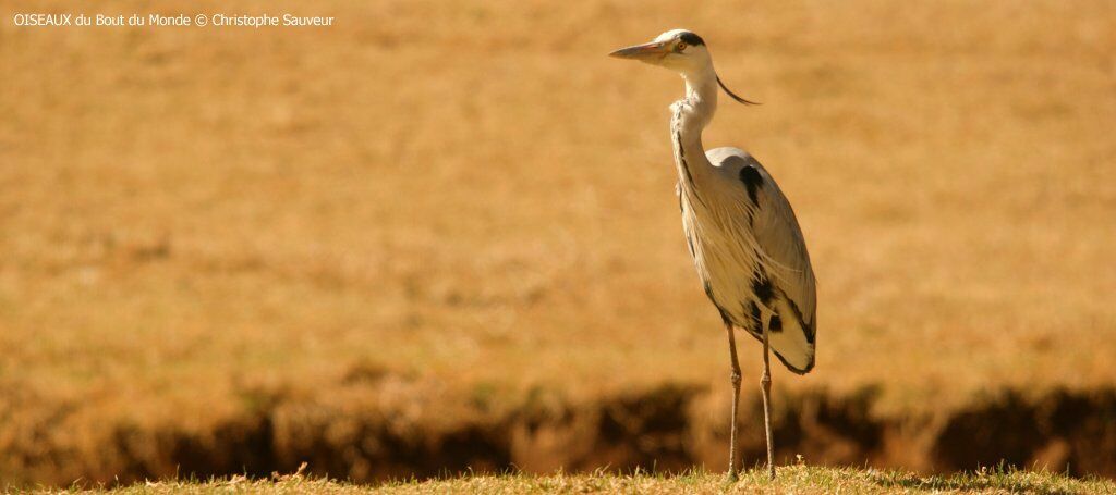 Grey Heron