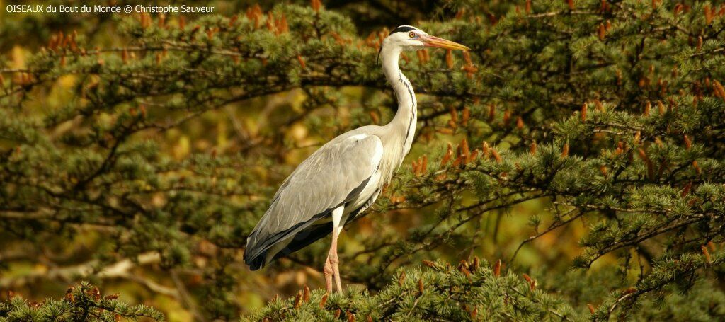 Grey Heron